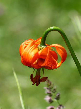Lilium carniolicum - Carnic Lily - Slovenia